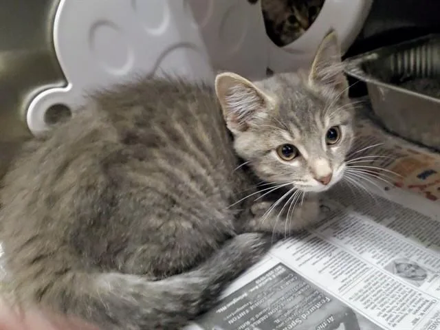 A baby medium-sized male Domestic Short Hair cat named Pumpkin Pie Spice for adoption in Aurora, IL