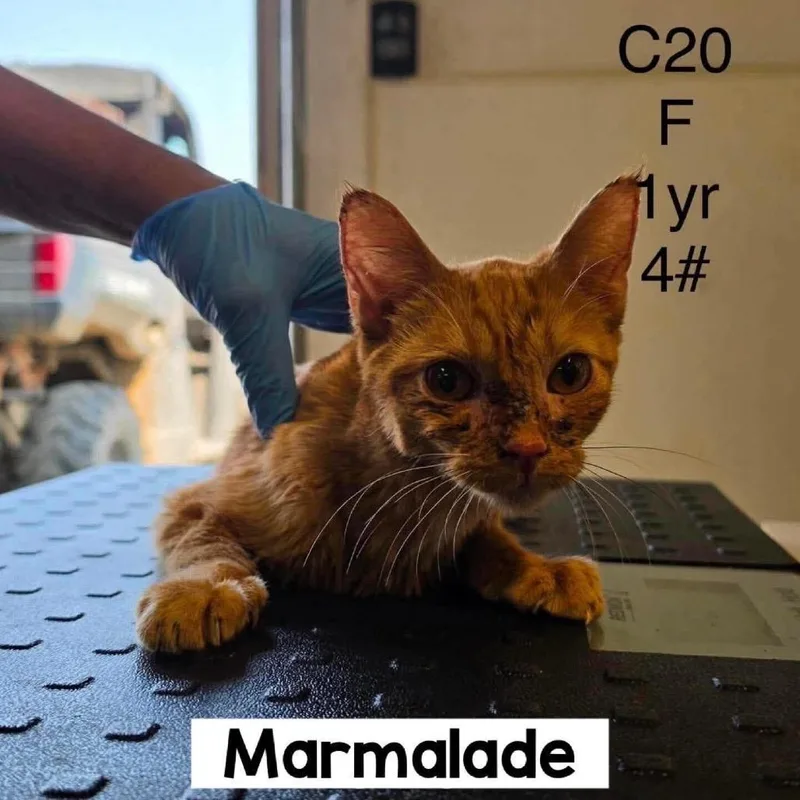 Marmalade