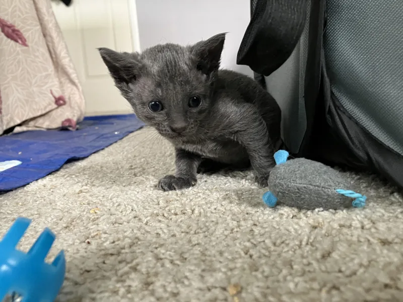 A baby medium-sized male Gray / Blue / Silver Russian Blue cat named Westley for adoption in Hillsboro, OR