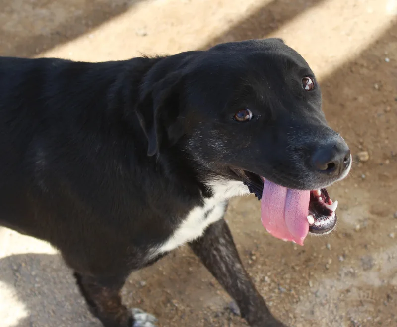 An adult medium-sized female Black Retriever dog named Firefly for adoption in Yucca Valley, CA
