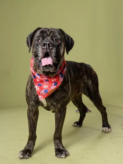 A senior large-sized female Cane Corso dog named Shadow for adoption in Atlanta, GA