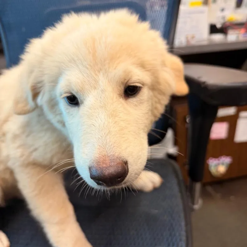 A baby small-sized female White / Cream Australian Shepherd dog named Sally Cobb for adoption in Norman, OK
