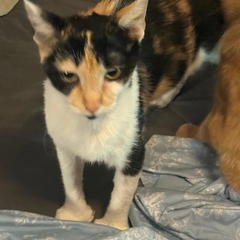 An adult medium-sized female Calico Domestic Short Hair cat named Jackie for adoption in Granby, MO