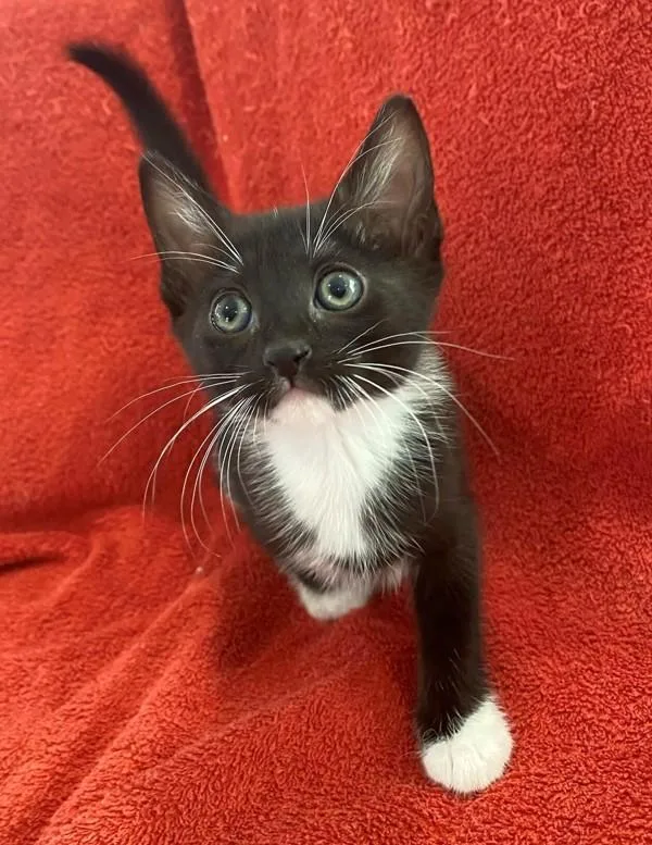 A baby medium-sized female Domestic Short Hair cat named Zipper for adoption in Salt Lake City, UT