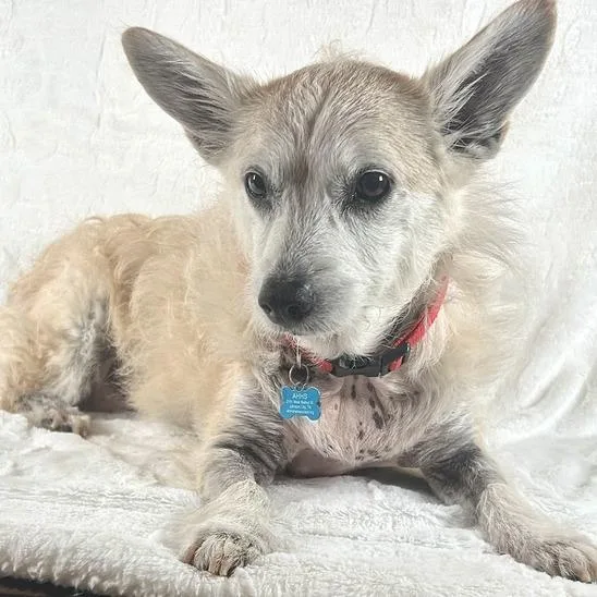 A senior small-sized female White / Cream Mixed Breed dog named Spaghetti for adoption in Johnson City, TN
