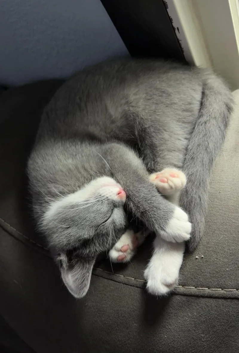 A baby medium-sized female Gray & White Domestic Short Hair cat named Jessie for adoption in Overland Park, KS