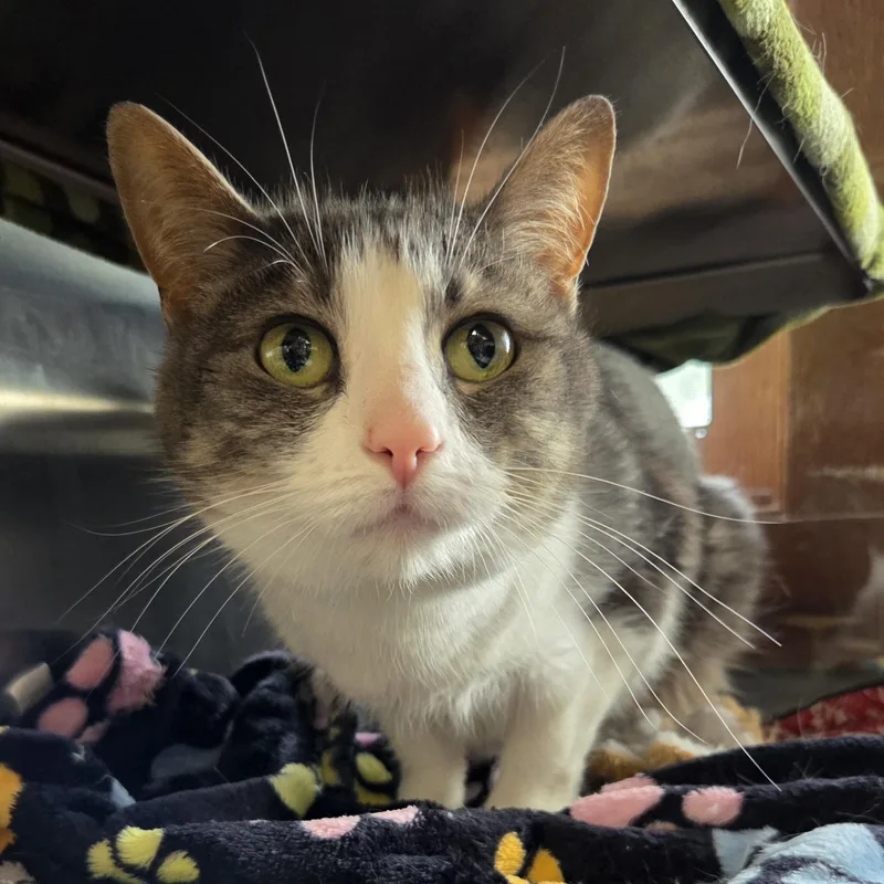 An adult medium-sized female Domestic Short Hair cat named Miley for adoption in Midland, MI