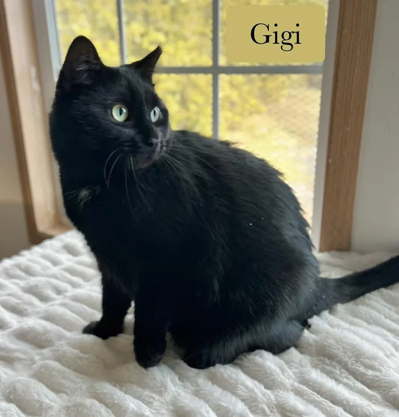 A young medium-sized female Black Domestic Short Hair cat named Gigi for adoption in Chalfont, PA