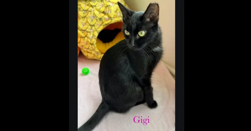 Gigi thumbnail 6