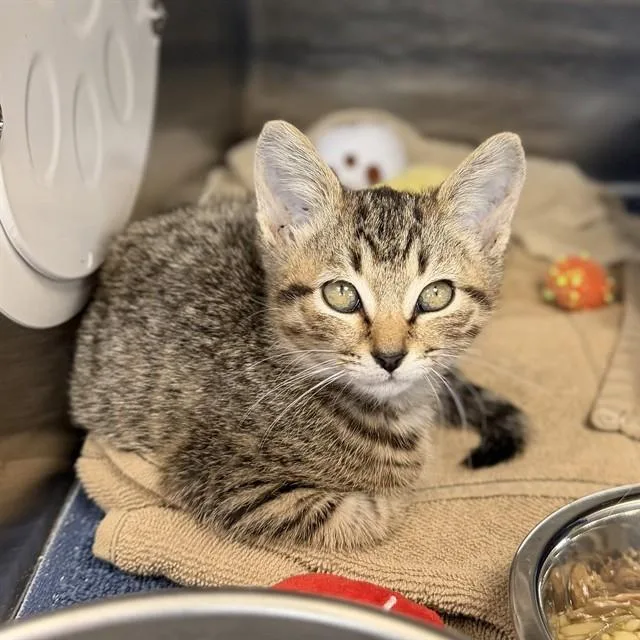 A baby small-sized female Domestic Short Hair cat named Camry for adoption in Huntsville, AL