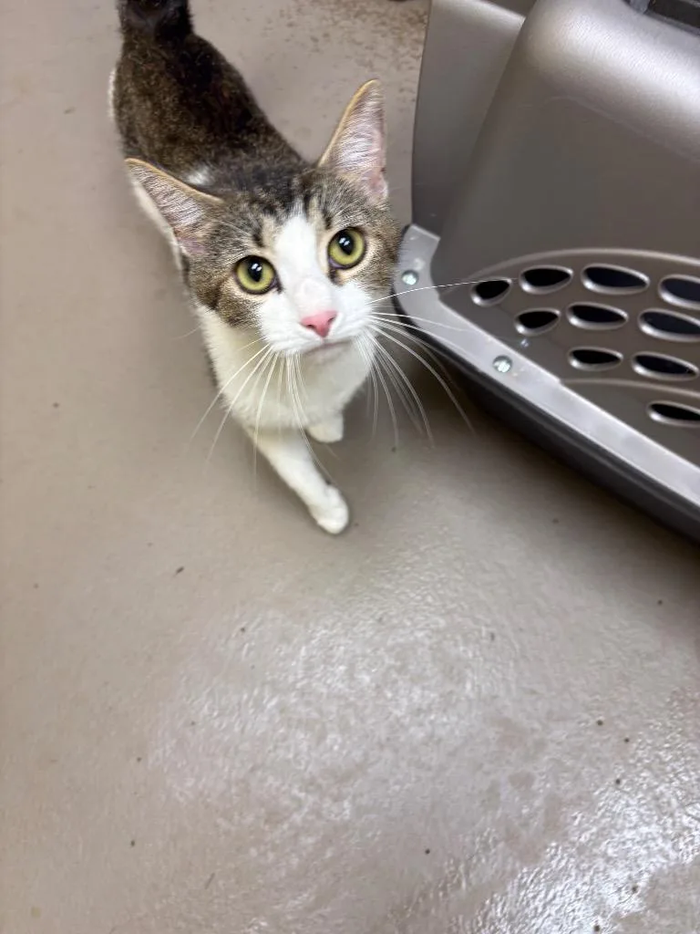 A young medium-sized female Domestic Short Hair cat named Tilly Bean for adoption in Crossville, TN