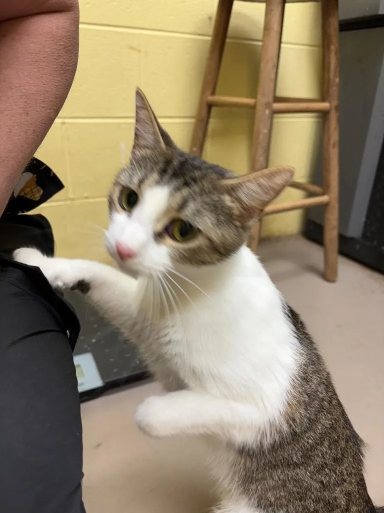Tilly Bean thumbnail 3