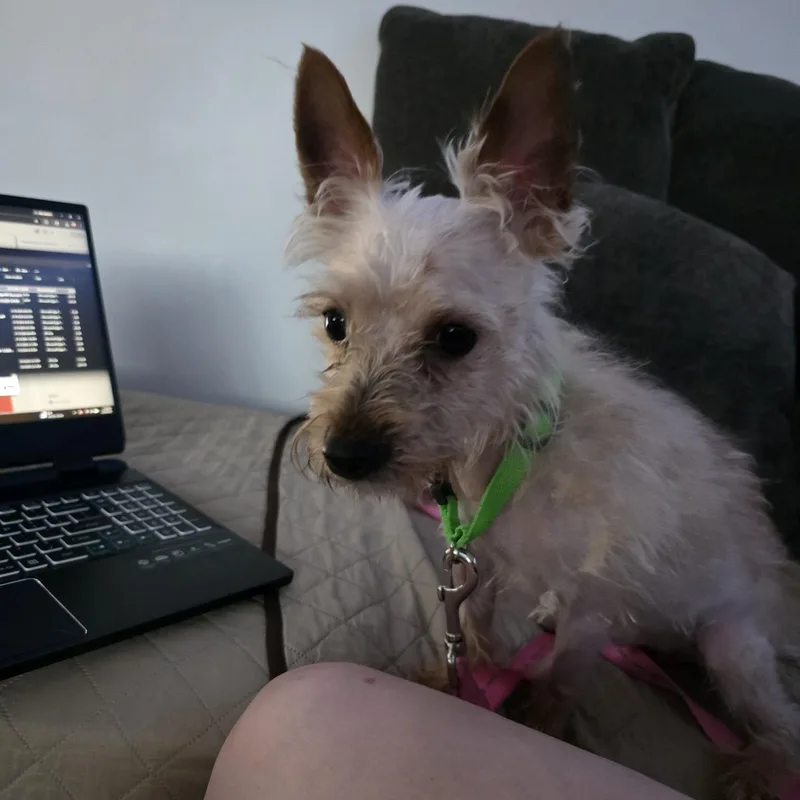 A young small-sized male White / Cream Yorkshire Terrier dog named Buddy Yorkie for adoption in Rochester, NY