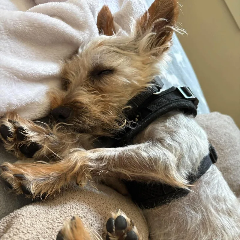 Buddy Yorkie thumbnail 2