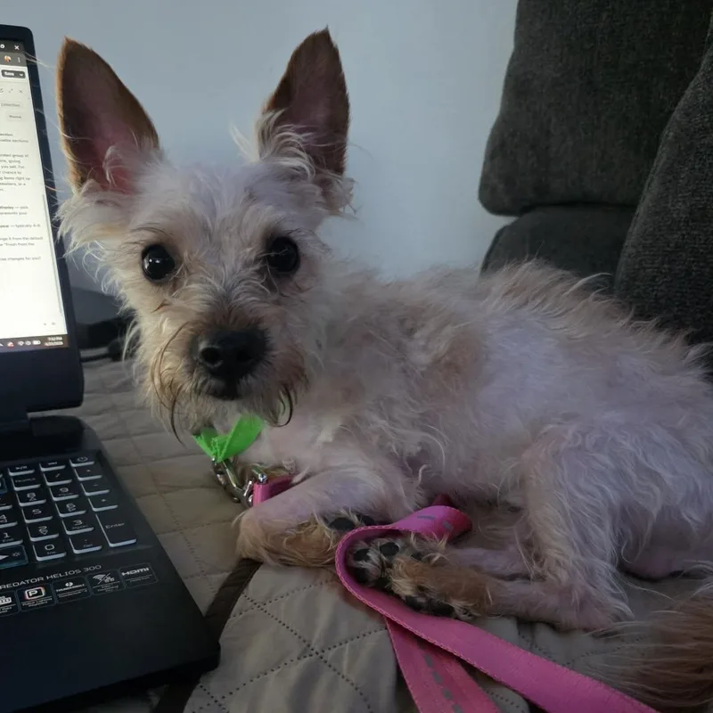 Buddy Yorkie thumbnail 3