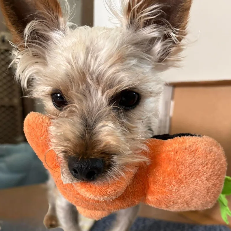 Buddy Yorkie thumbnail 4