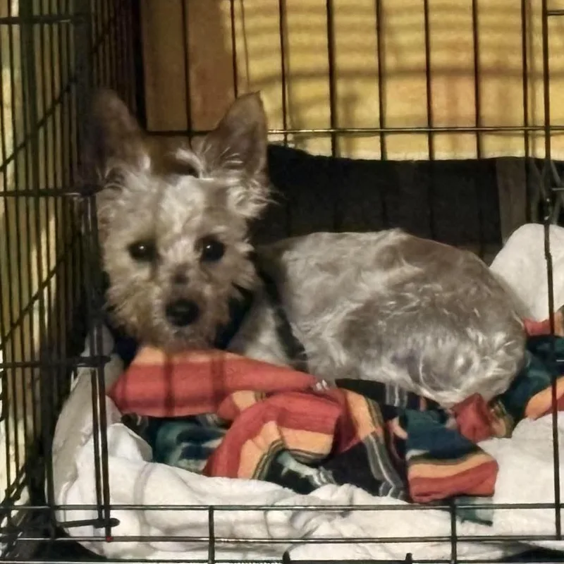 Buddy Yorkie thumbnail 5