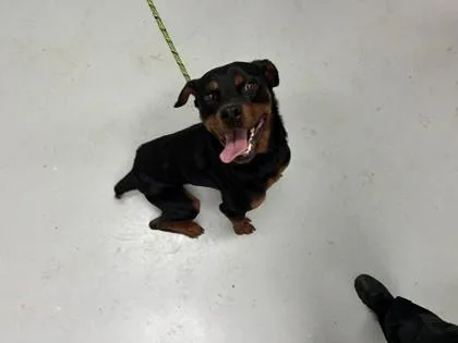 An adult large-sized male Rottweiler dog named Buddy for adoption in Savannah, GA