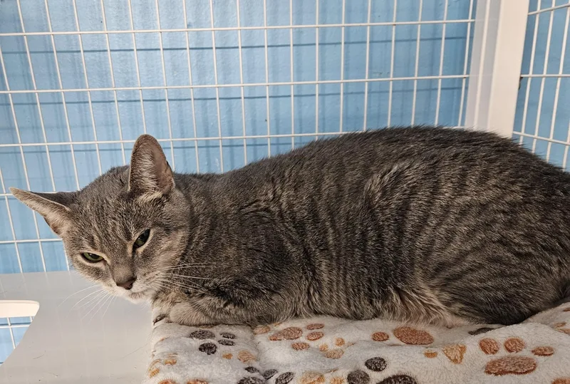 An adult medium-sized female Domestic Short Hair cat named Deveraux for adoption in Claremont, NH
