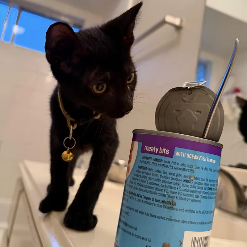 A baby medium-sized male Black Domestic Short Hair cat named Starlight for adoption in Liverpool, TX