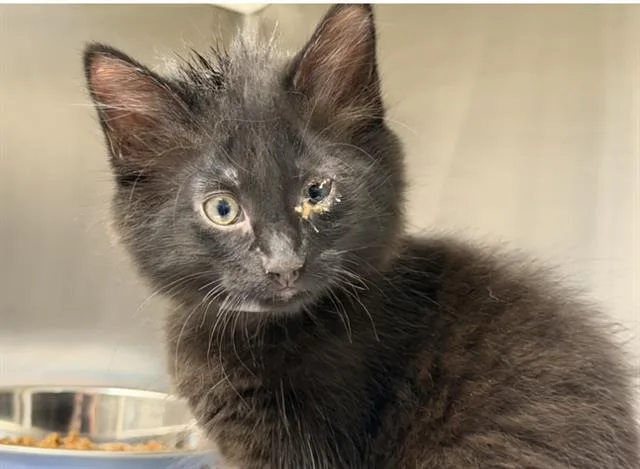 A baby small-sized female Domestic Short Hair cat named Penelope for adoption in Tustin, CA