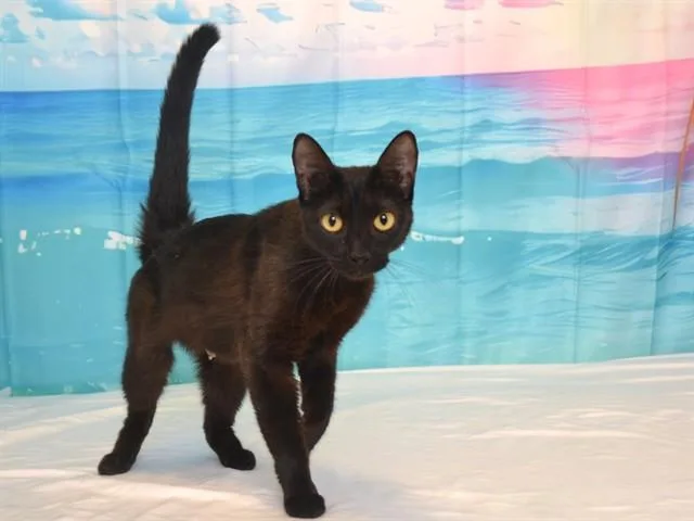 An adult small-sized female Domestic Short Hair cat named Kiwi for adoption in Oroville, CA