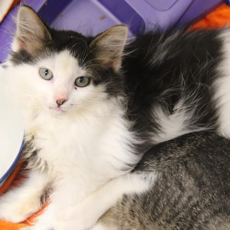 A baby small-sized female Black Domestic Medium Hair cat named Cucamelon for adoption in Hattiesburg, MS