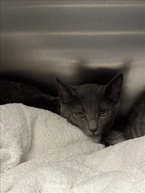 A baby small-sized male Domestic Short Hair cat named Sugar for adoption in Los Angeles, CA