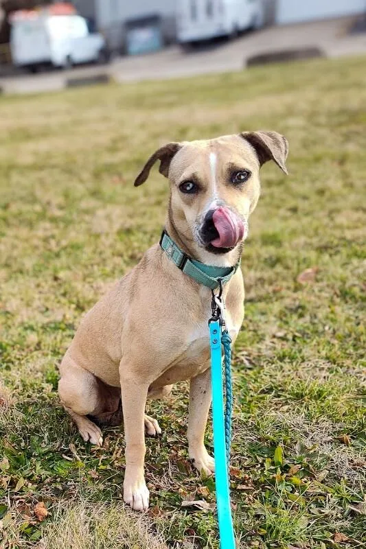 An adult large-sized female Mixed Breed dog named Kendra Scott for adoption in Cincinnati, OH