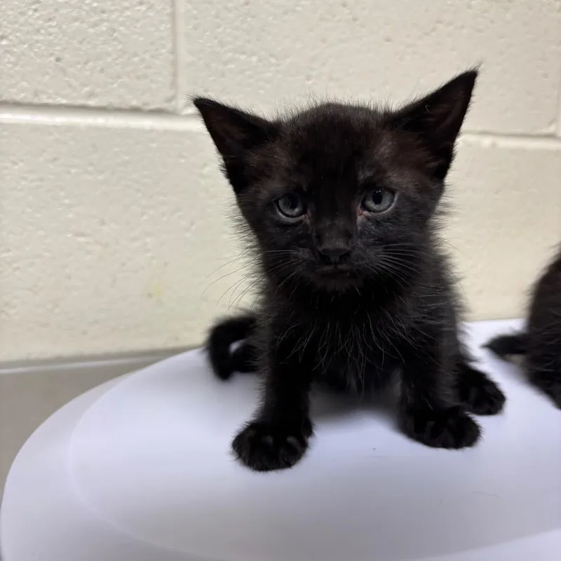 A baby small-sized female Black Domestic Short Hair cat named Cirie for adoption in Roxboro, NC