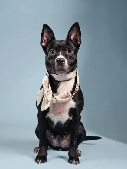 A young small-sized female Pit Bull Terrier dog named Magic for adoption in Atlanta, GA