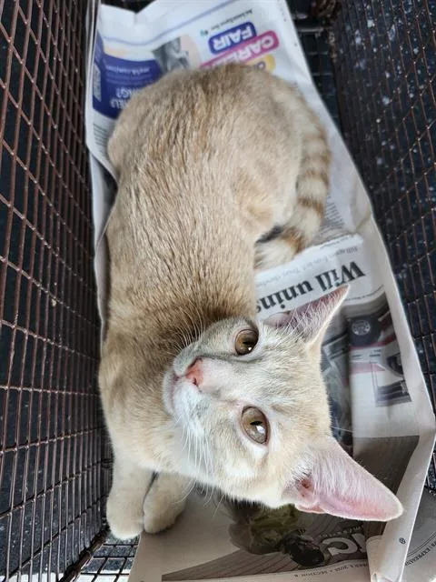 A young small-sized male Domestic Short Hair cat named Perry Platipuss for adoption in San Antonio, TX