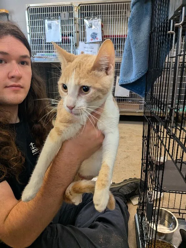 An adult medium-sized male Orange / Red Domestic Short Hair cat named Hammy for adoption in Cincinnati, OH