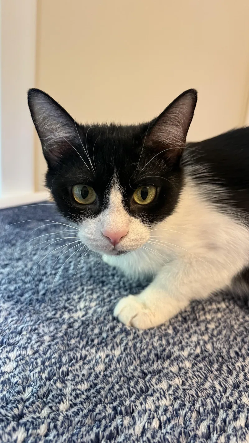 A baby medium-sized female Black & White / Tuxedo Tuxedo cat named Willa for adoption in Medford, MA