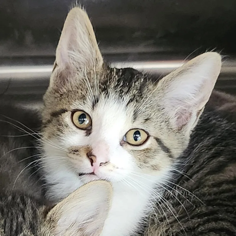 A baby small-sized male Brown / Chocolate Domestic Short Hair cat named Buckeye for adoption in Columbia Station, OH