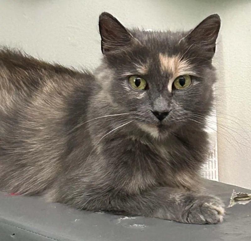 An adult medium-sized female Domestic Medium Hair cat named MaMa Cass for adoption in Westfield, MA