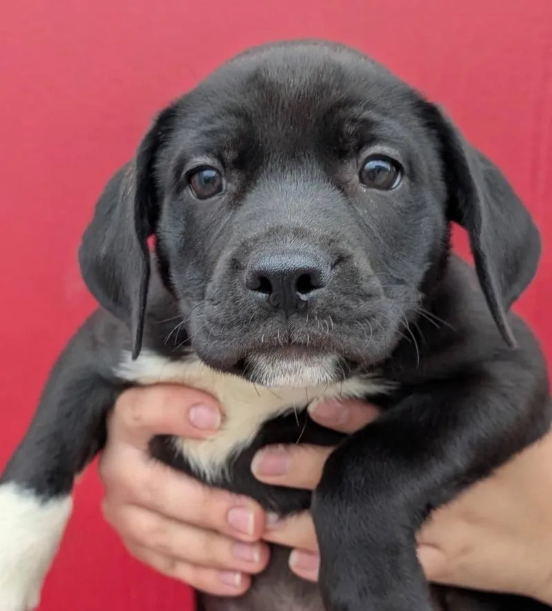 A baby medium-sized male Affenpinscher dog named L'Amour for adoption in Defiance, OH