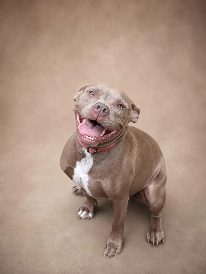 An adult medium-sized female Mixed Breed dog named Tuli for adoption in Nahunta, GA