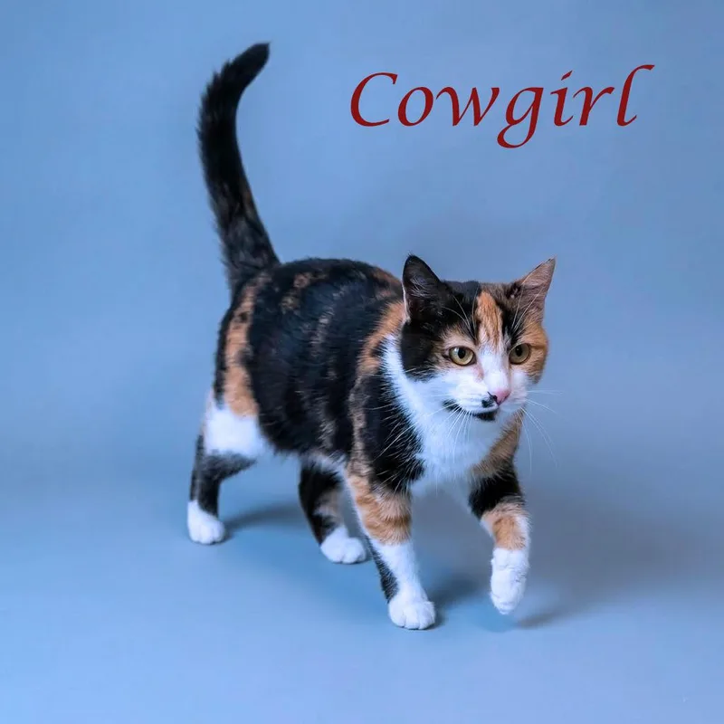 Cowgirl C thumbnail 3
