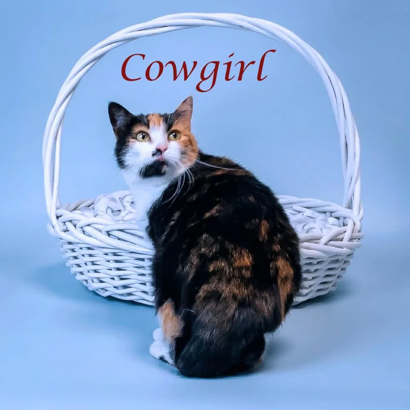 Cowgirl C thumbnail 4