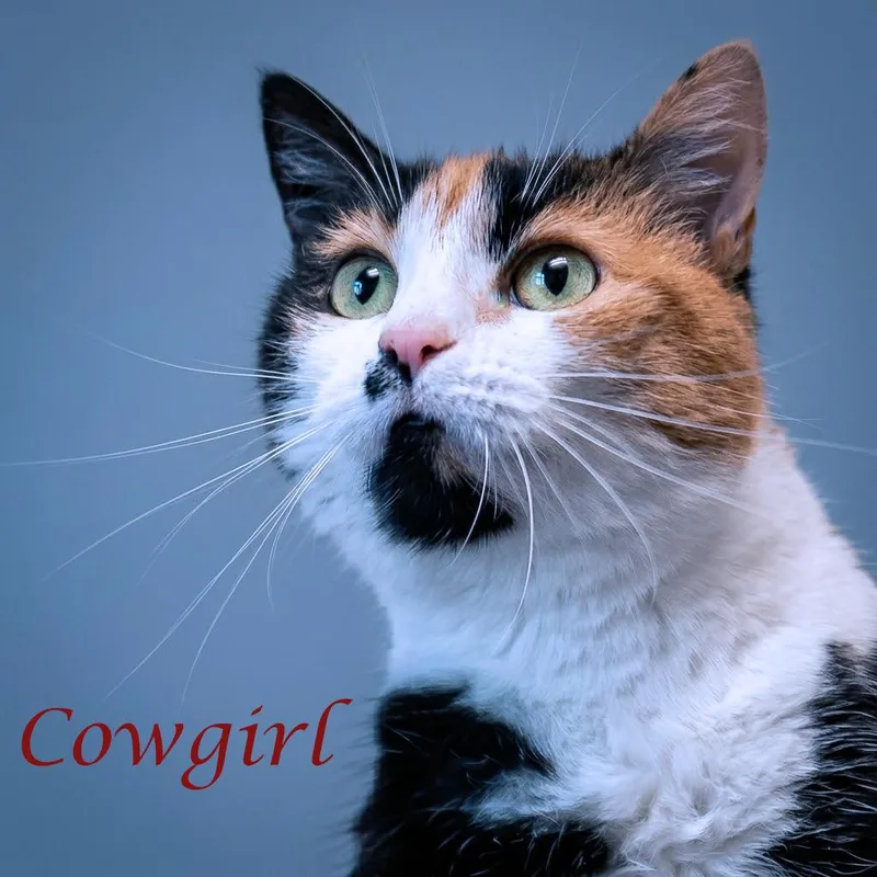 Cowgirl C thumbnail 5