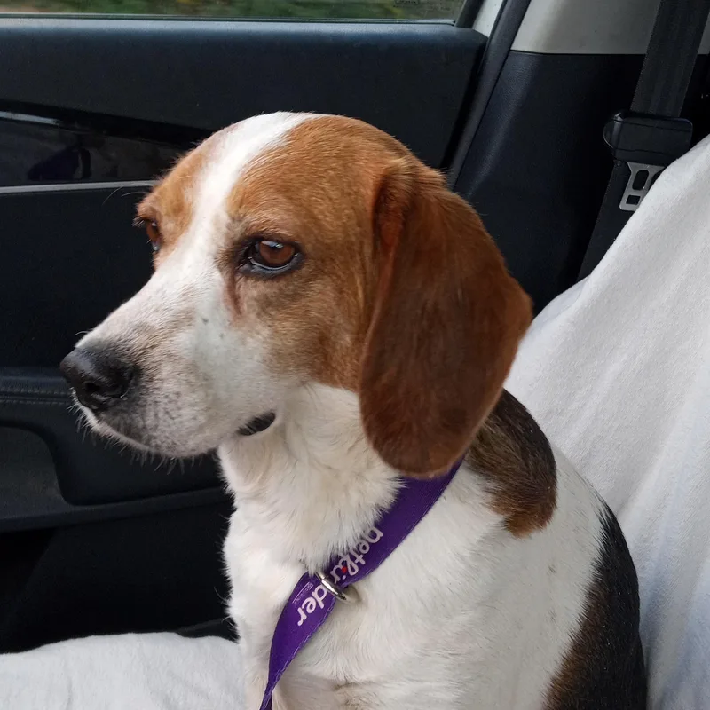 An adult medium-sized female Tricolor (Brown, Black, & White) Beagle dog named Jessie for adoption in Macclesfield, NC