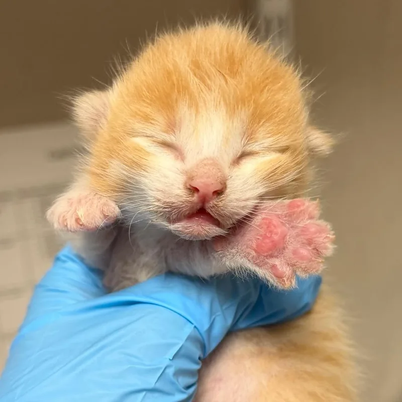 A baby small-sized male Orange / Red Domestic Short Hair cat named Briscoe for adoption in Yuma, AZ