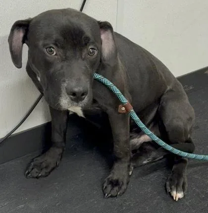 A baby medium-sized male Black Pit Bull Terrier dog named Bacardi for adoption in Cleveland, OH