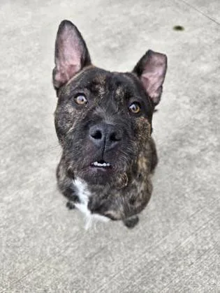 A young medium-sized female Pit Bull Terrier dog named Daisy for adoption in Westland, MI