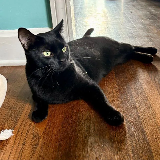 An adult large-sized male Black Domestic Short Hair cat named Teir for adoption in Tulsa, OK