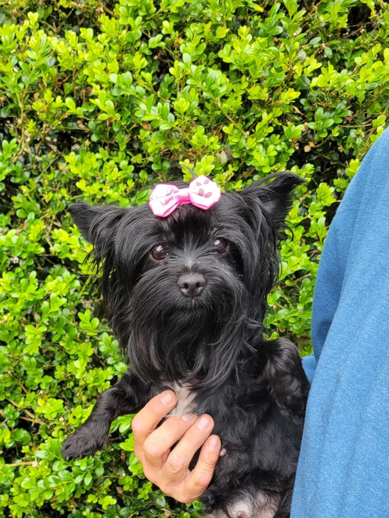An adult small-sized female Yorkshire Terrier dog named Rayn for adoption in Cambridge, MD