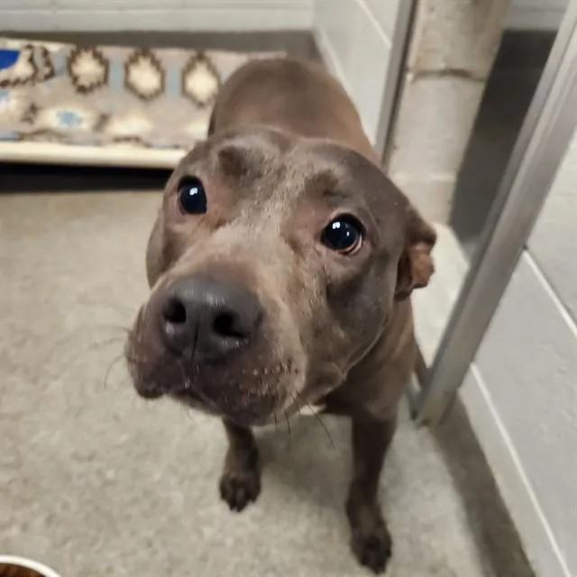 An adult medium-sized female Pit Bull Terrier dog named Truly for adoption in Huntsville, AL