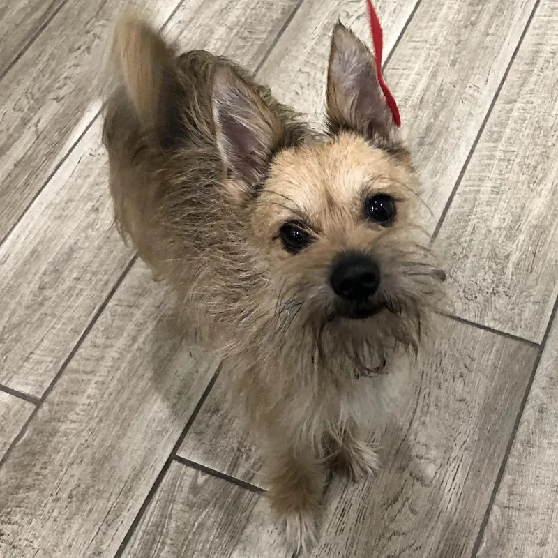 An adult small-sized male Yellow / Tan / Blond / Fawn Terrier dog named Scruffy for adoption in Oak Park, IL
