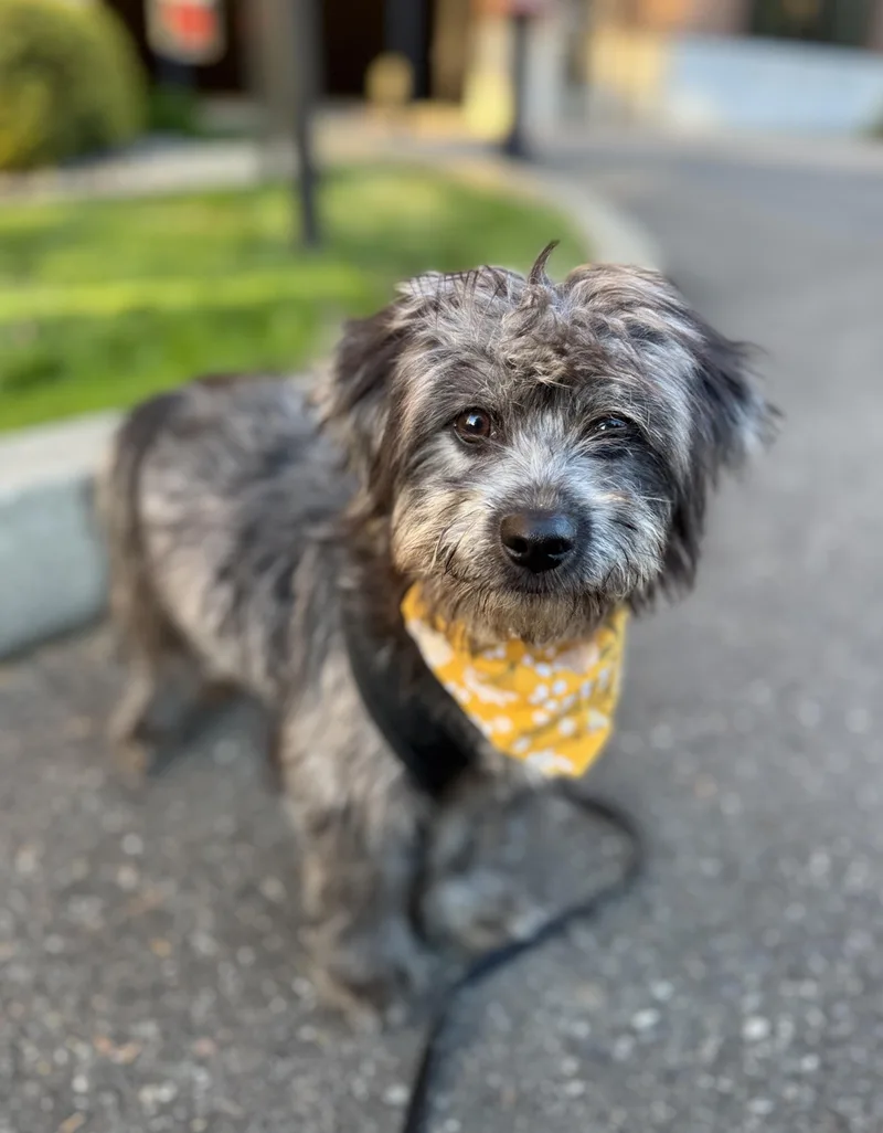 A baby small-sized female Terrier dog named Nyx for adoption in lynnwood , WA